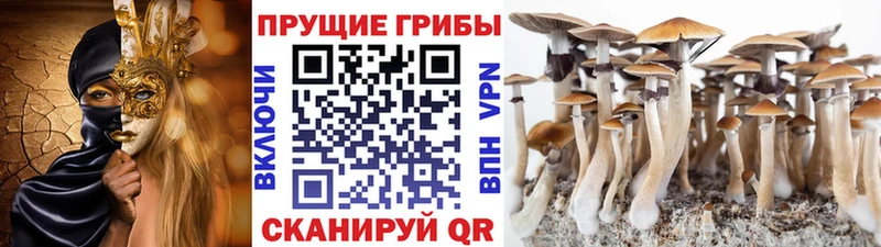 Псилоцибиновые грибы мицелий  Вяземский 